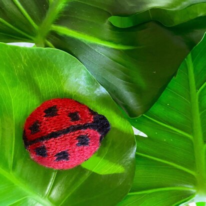 Ladybird