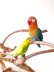 Fischer's Lovebird