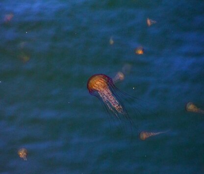 Awesome Ocean Mosaic Square: Jelly Fish