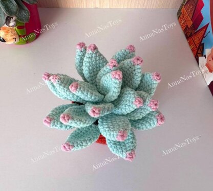 Succulent in pot - Echeveria