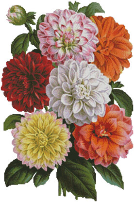 Dahlias Print - #14556