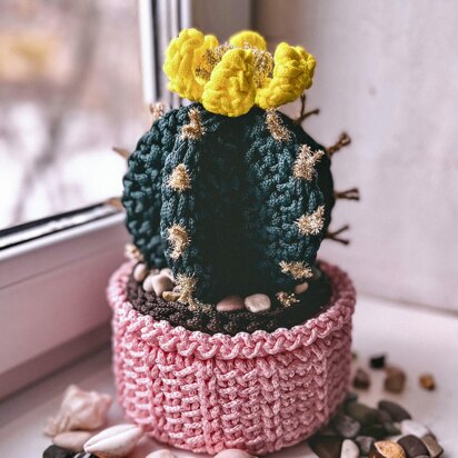 Basket cactus