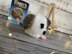 Puppy Dog Chocolate Orange Cover Knitting Pattern