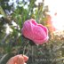 Crochet Peony Flower