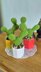 Prickly pear cactus