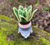 Gnome succulent (sansevieria)
