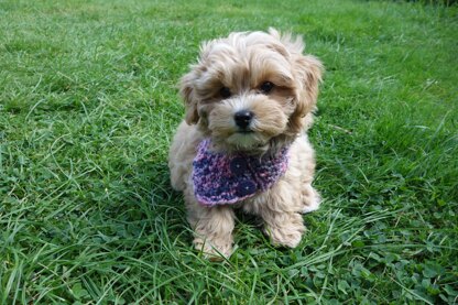 Dog Raspberry Buttoned Cowl