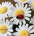 Chamomile flower and ladybug