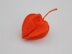 Physalis Plant (Chinese Lantern)