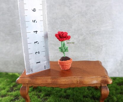 Miniature potted rose