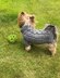Slate Dog Sweater