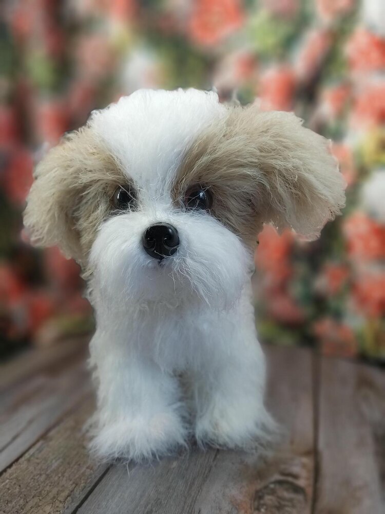 Debbie's dolls 2024 shih tzu