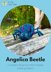 Angelica Beetle