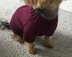 Plum Dog Sweater