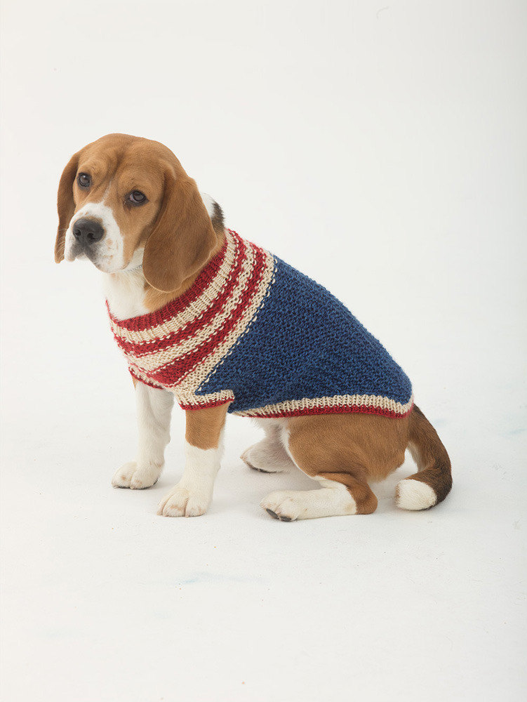 Patriots 2024 dog sweater