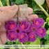 Butterfly crochet earrings for valentine's day | pdf crochet pattern