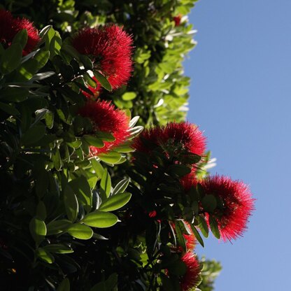 Pohutukawa Tunic