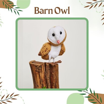 Barn Owl