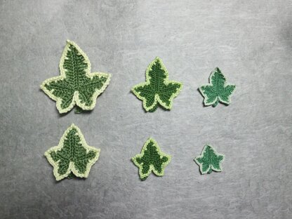 Variegated ivy leaves