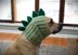 Dinosaur Dog Snood