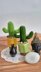 Desert cactus