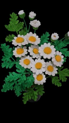 Crochet white Daisy flowers