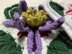 Clematis Granny - Door