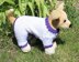 Dog Simple Chunky Onesie