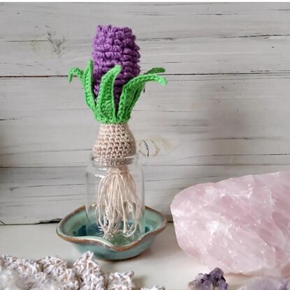 Hyacinth bulb plant