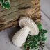 Woodland mushroom