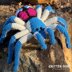 Jewel The T Seladonia Tarantula Amigurumi