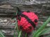 Ladybird