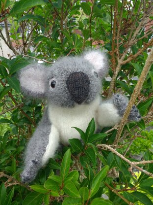 Koala