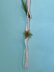 Tillandsia Garden Hanger