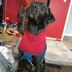 Large Breed Color Blocked Dog Sweater