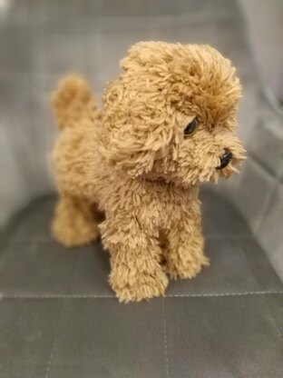 Poodle dog standing