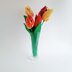 Bicolor Tulip