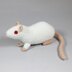 Fancy rats