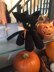 Halloween Panther Cat