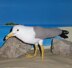 My Pet Seagull