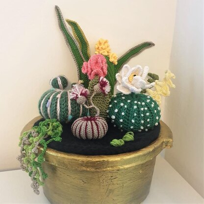 3 cacti set