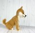 Shiba Inu Dog