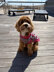 Vibrant Leopard Dog Sweater in Lion Brand Basic Stitch Anti-Pilling Yarn - M21105 BSAP - Downloadable PDF