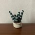 Haworthia “Zebra Cactus” Succulent