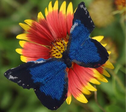 Amazonian butterflies