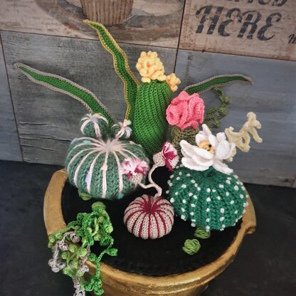 3 cacti set