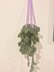 Hanging money plant