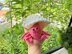 Popping Hermit Crab Kawaii