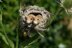 Harvest Mouse