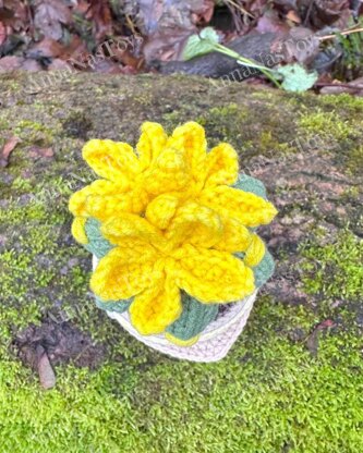 Gnome succulent (cactus)